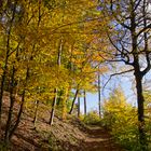 Herbstwald