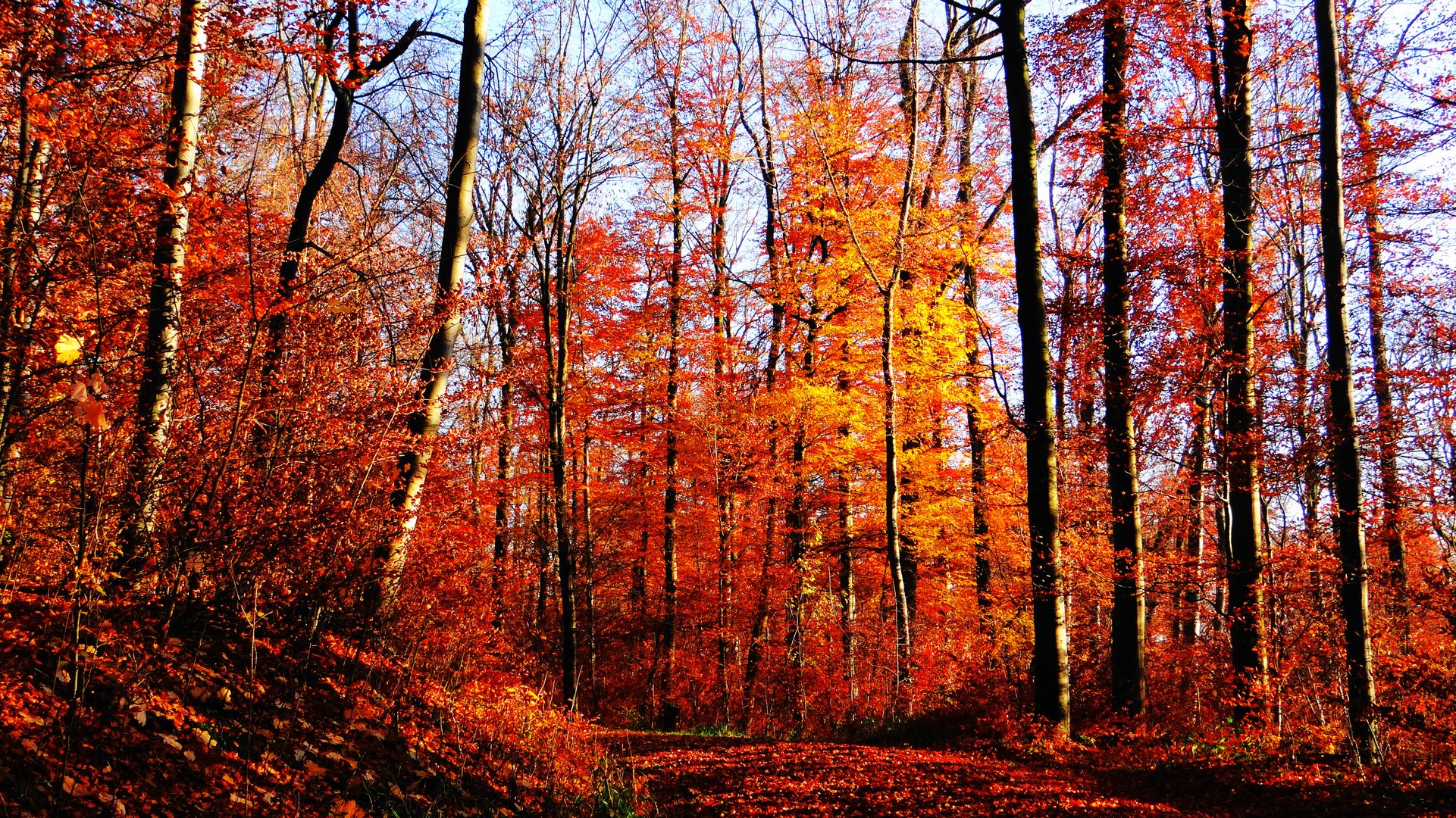 Herbstwald