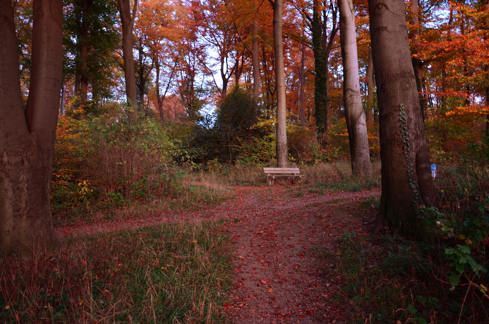 Herbstwald