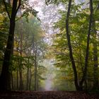 Herbstwald