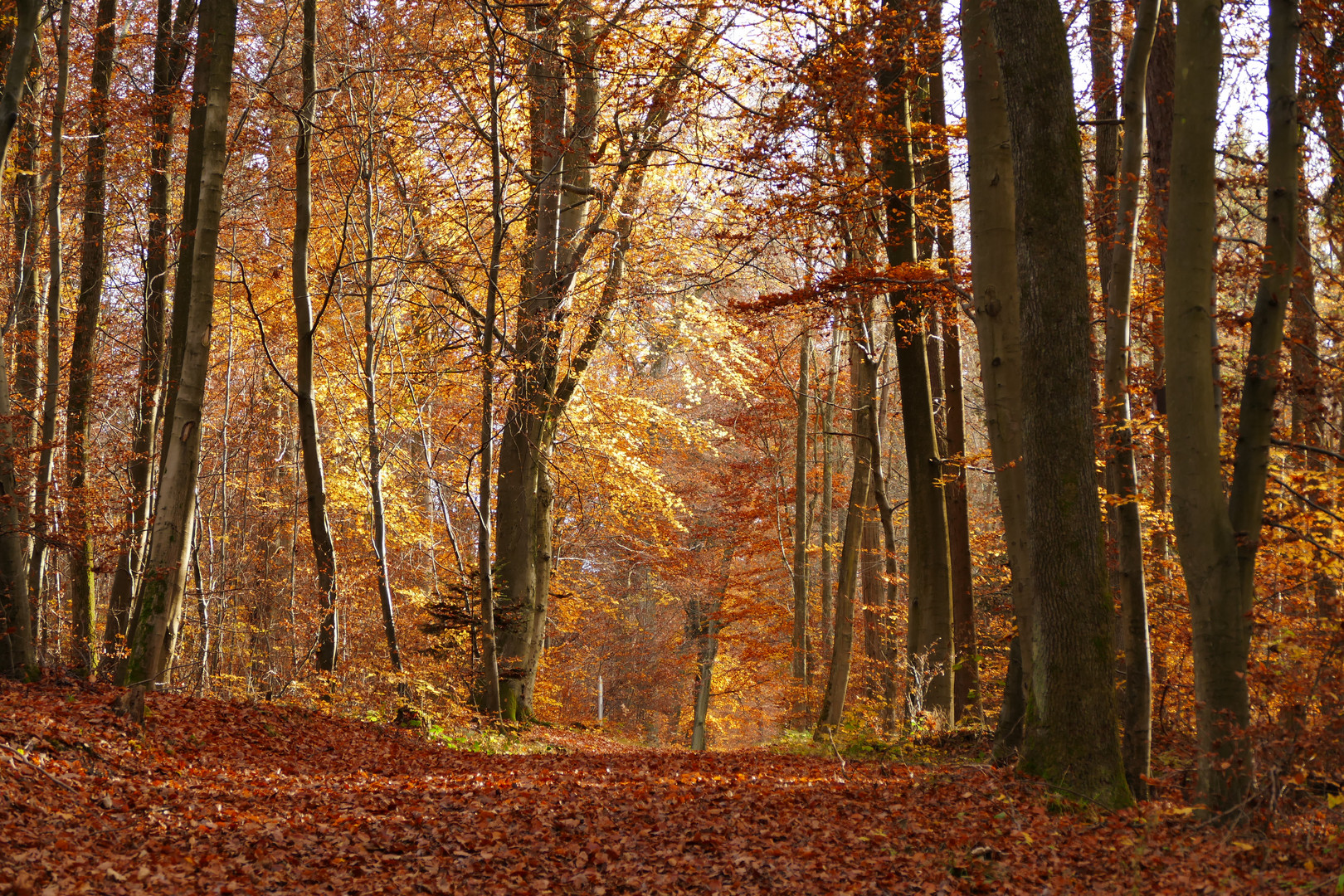 Herbstwald