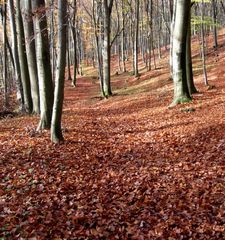 Herbstwald