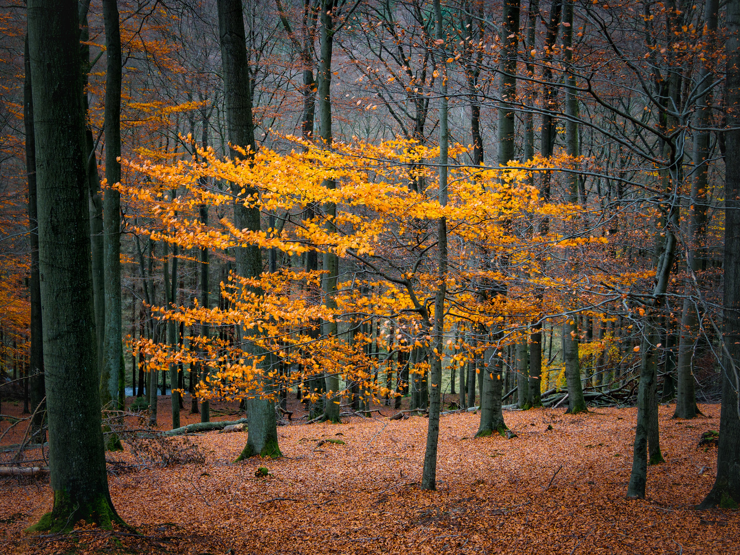 Herbstwald