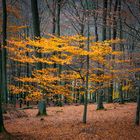 Herbstwald