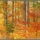 Herbstwald