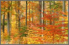 Herbstwald