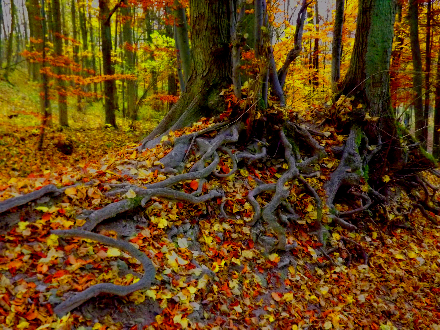 Herbstwald