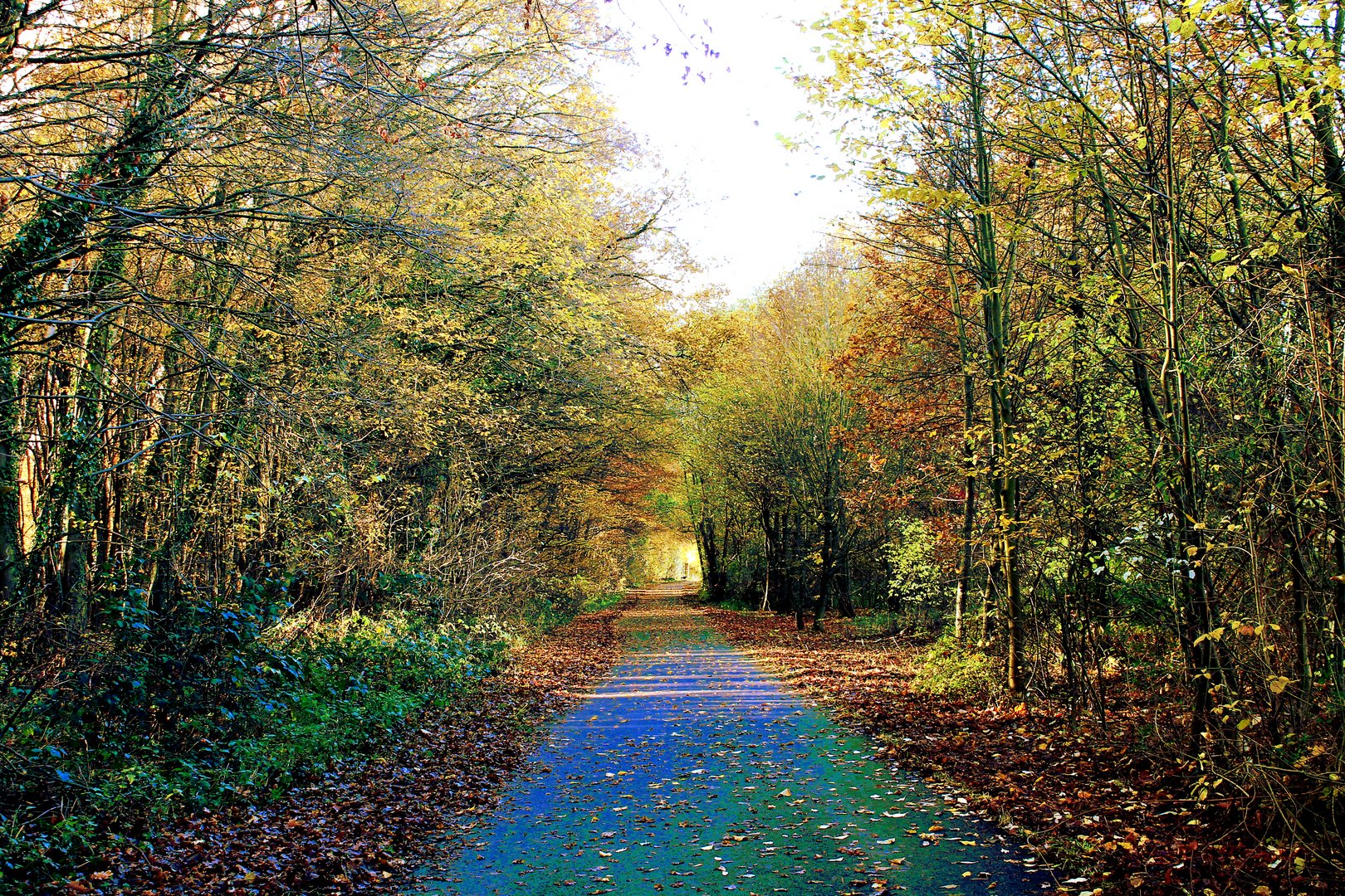 Herbstwald