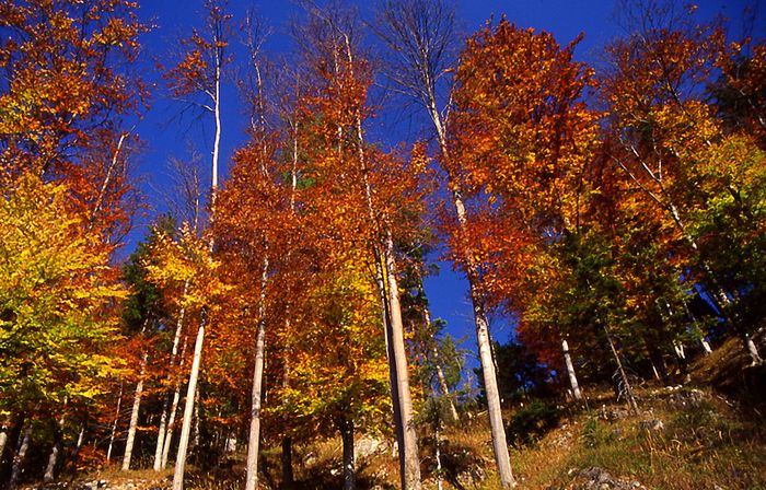 Herbstwald