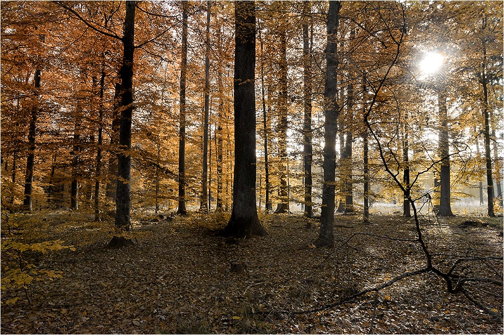 Herbstwald - 3