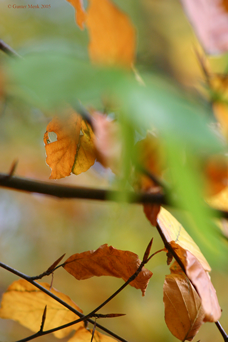 Herbstwald 3