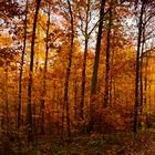 Herbstwald #3