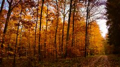 Herbstwald #3