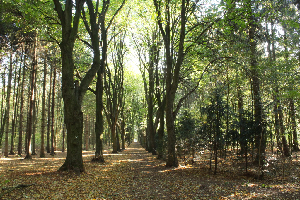 Herbstwald 3