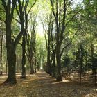 Herbstwald 3