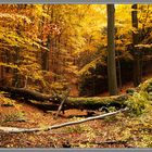 Herbstwald 3