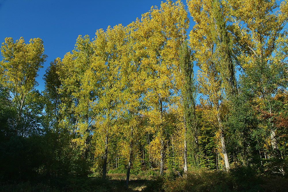 Herbstwald 3