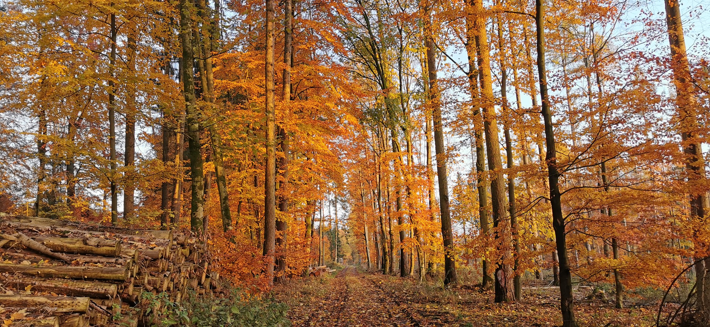 Herbstwald 3