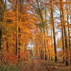 Herbstwald 3