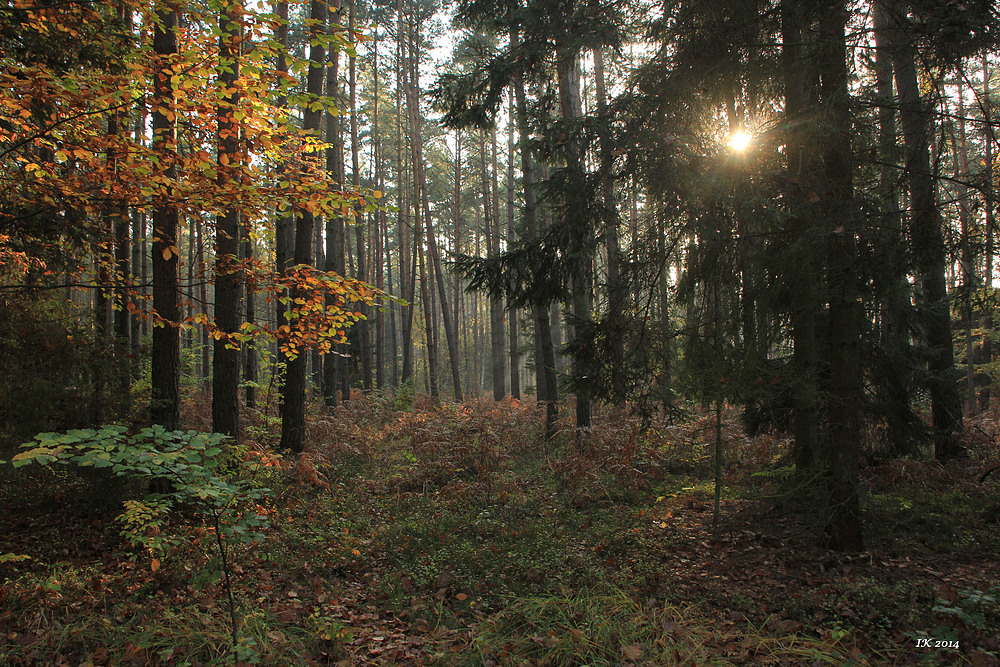 Herbstwald 3