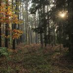 Herbstwald 3