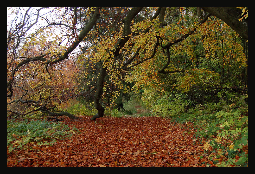 Herbstwald  *3*