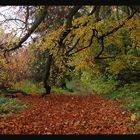 Herbstwald  *3*