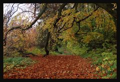 Herbstwald  *3*