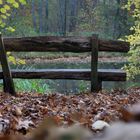 Herbstwald