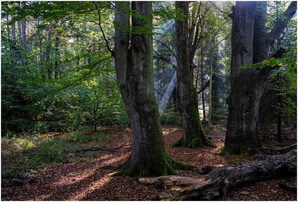 Herbstwald