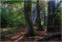 Herbstwald