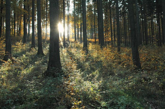 herbstwald