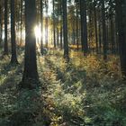 herbstwald