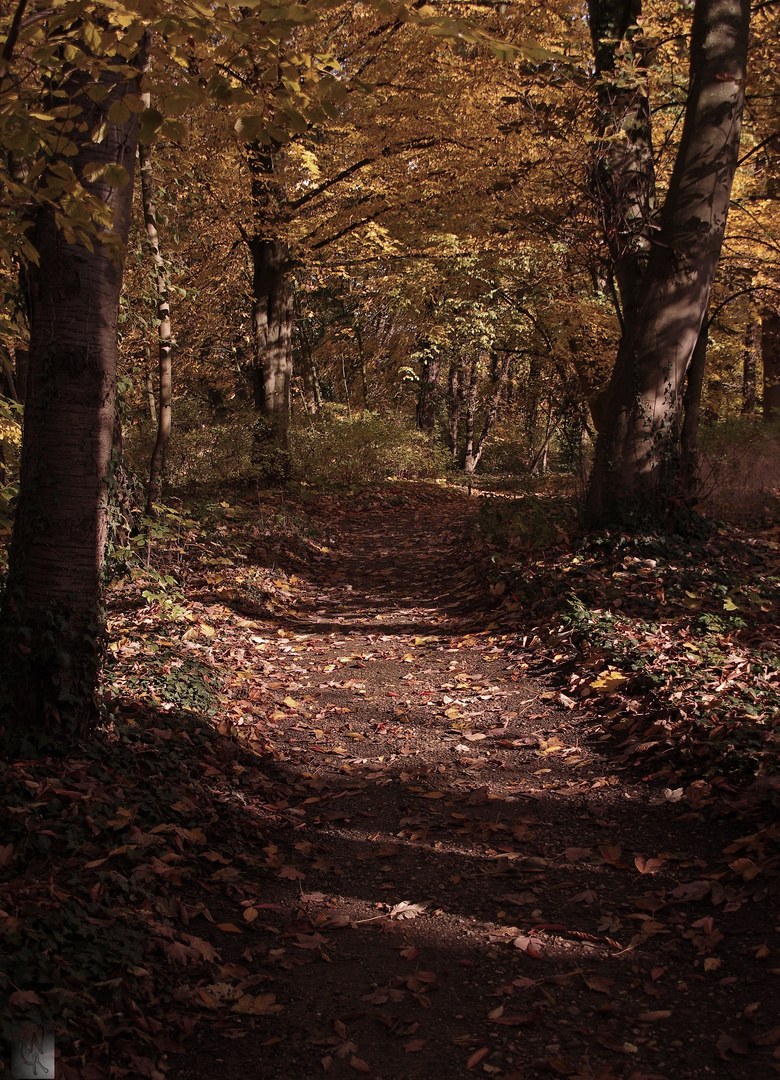 Herbstwald