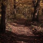 Herbstwald