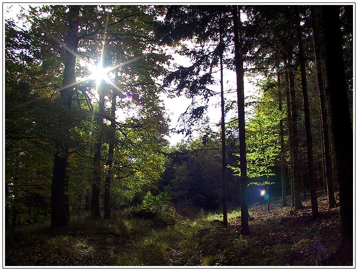 Herbstwald