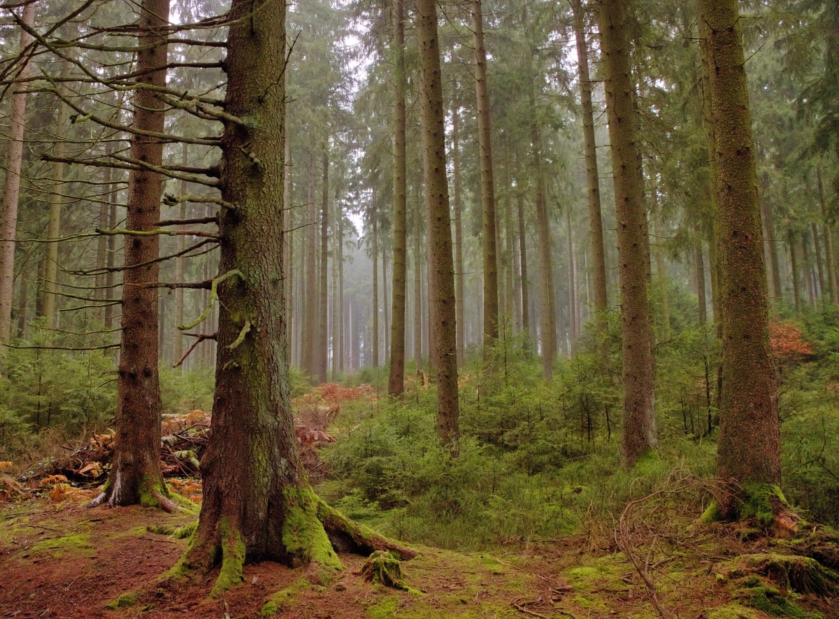 Herbstwald