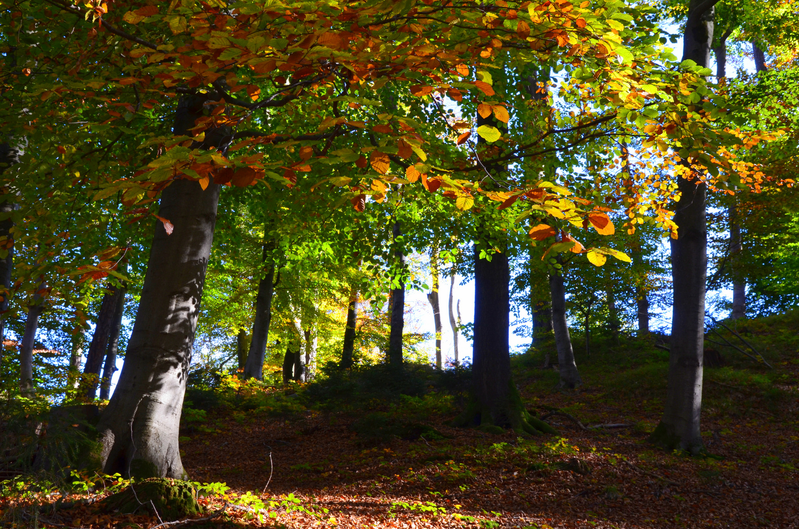 Herbstwald......