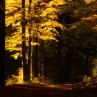 Herbstwald