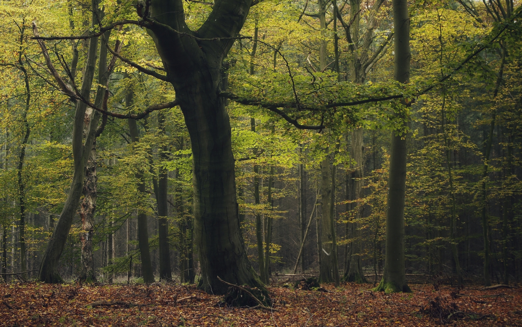 Herbstwald