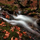 Herbstwald