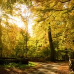 Herbstwald