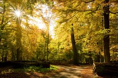 Herbstwald