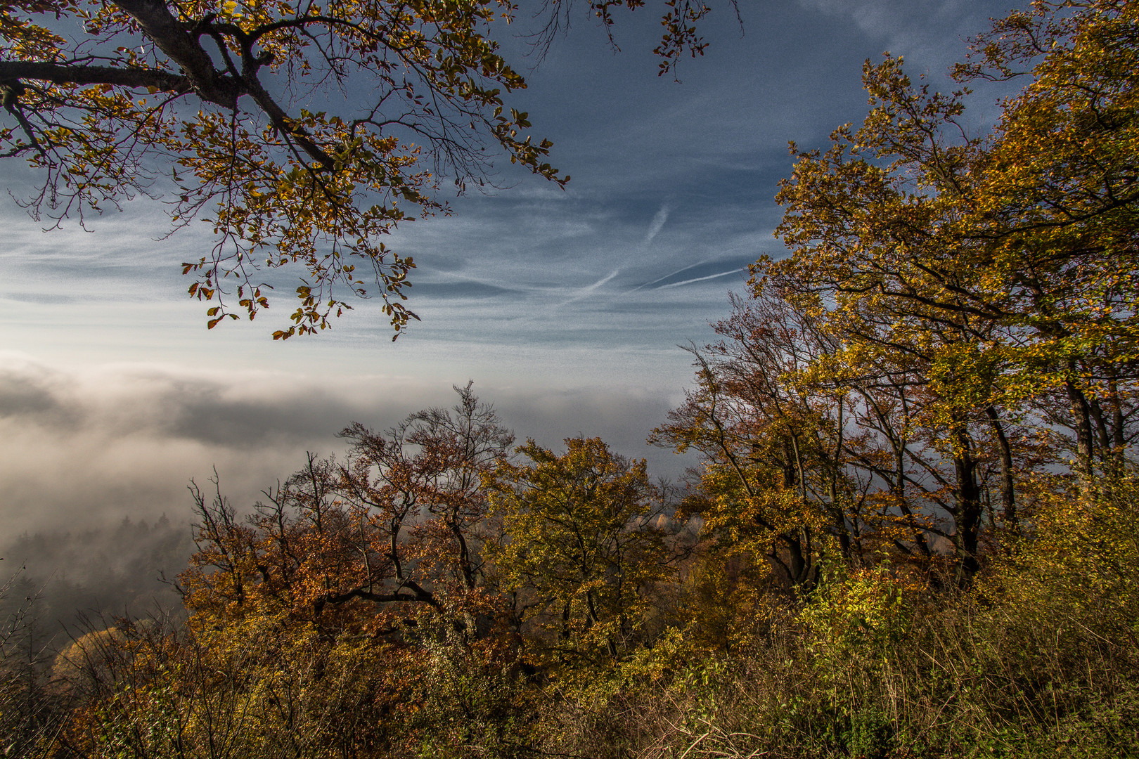 Herbst:Wald