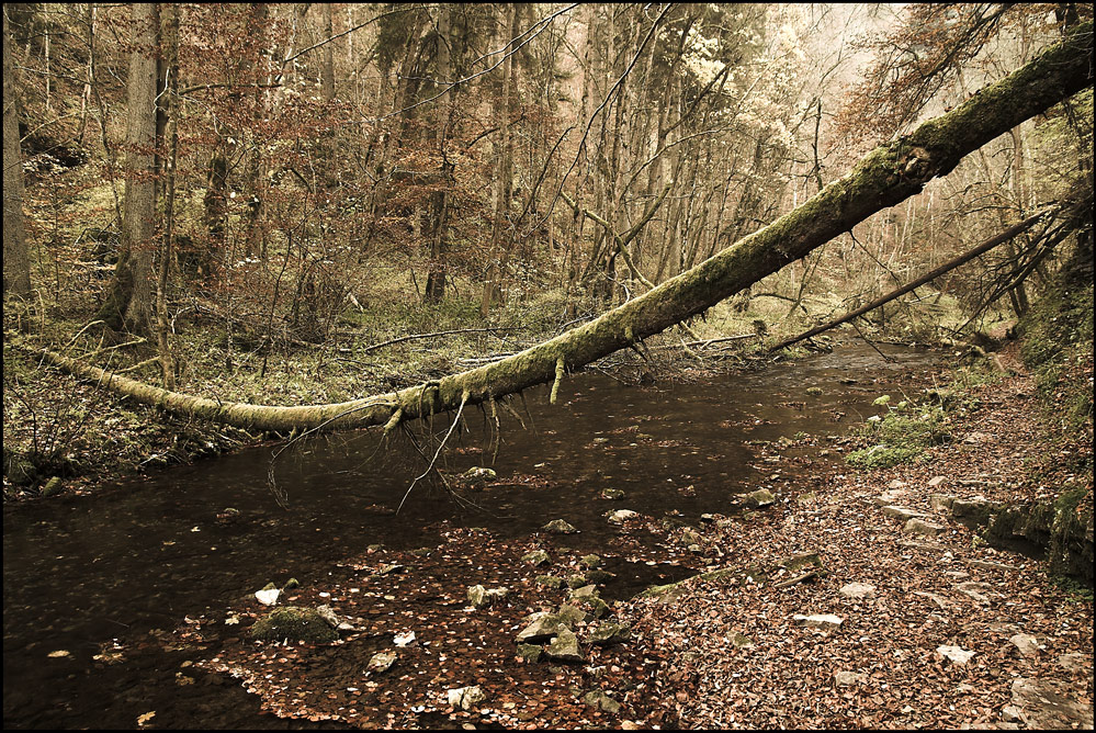 Herbstwald