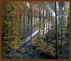 Herbstwald