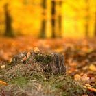 Herbstwald