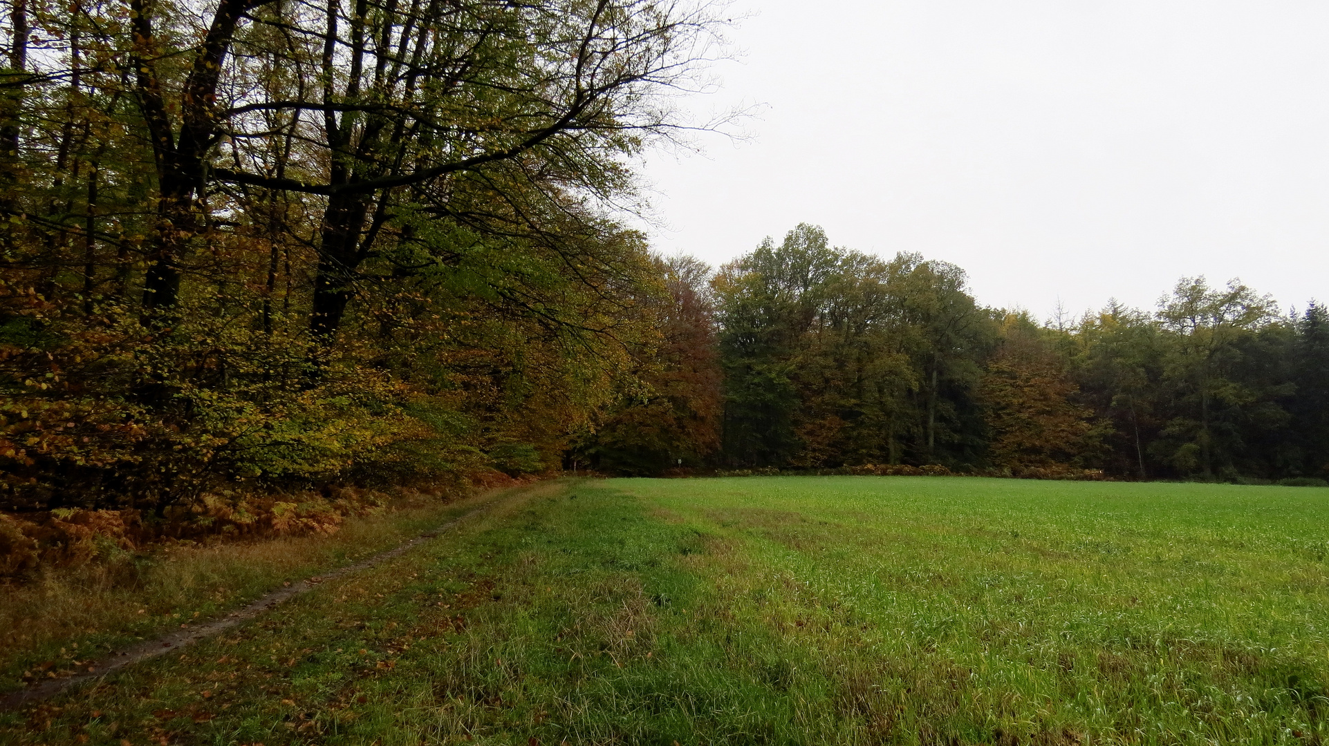 Herbstwald