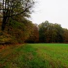 Herbstwald