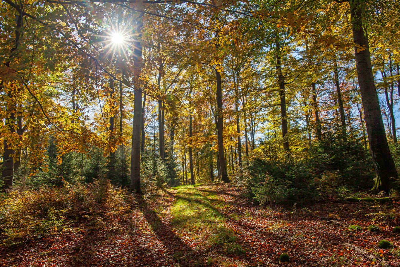 Herbstwald 